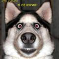 Аватара пользователя