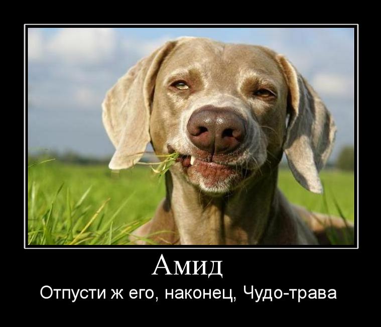 Амид.jpg
